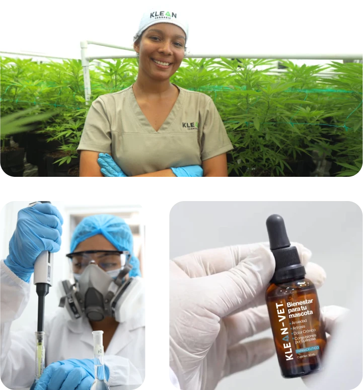 kvBrasilLab